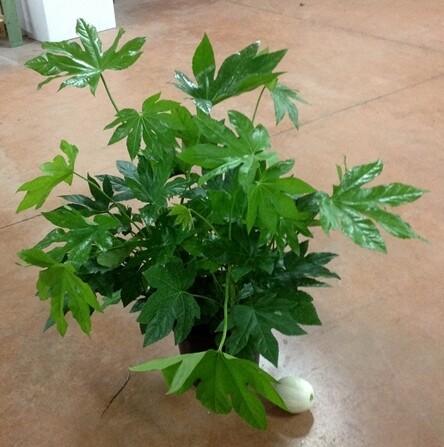 Fatsia Japonica, Fatsia del Giappone, Aralia - vaso Ø24 cm Fatsia Japonica, Fatsia del Giappone, Aralia - vaso Ø24 cm