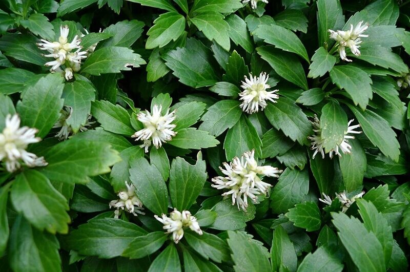 Pachysandra terminalis - vaso Ø9 cm