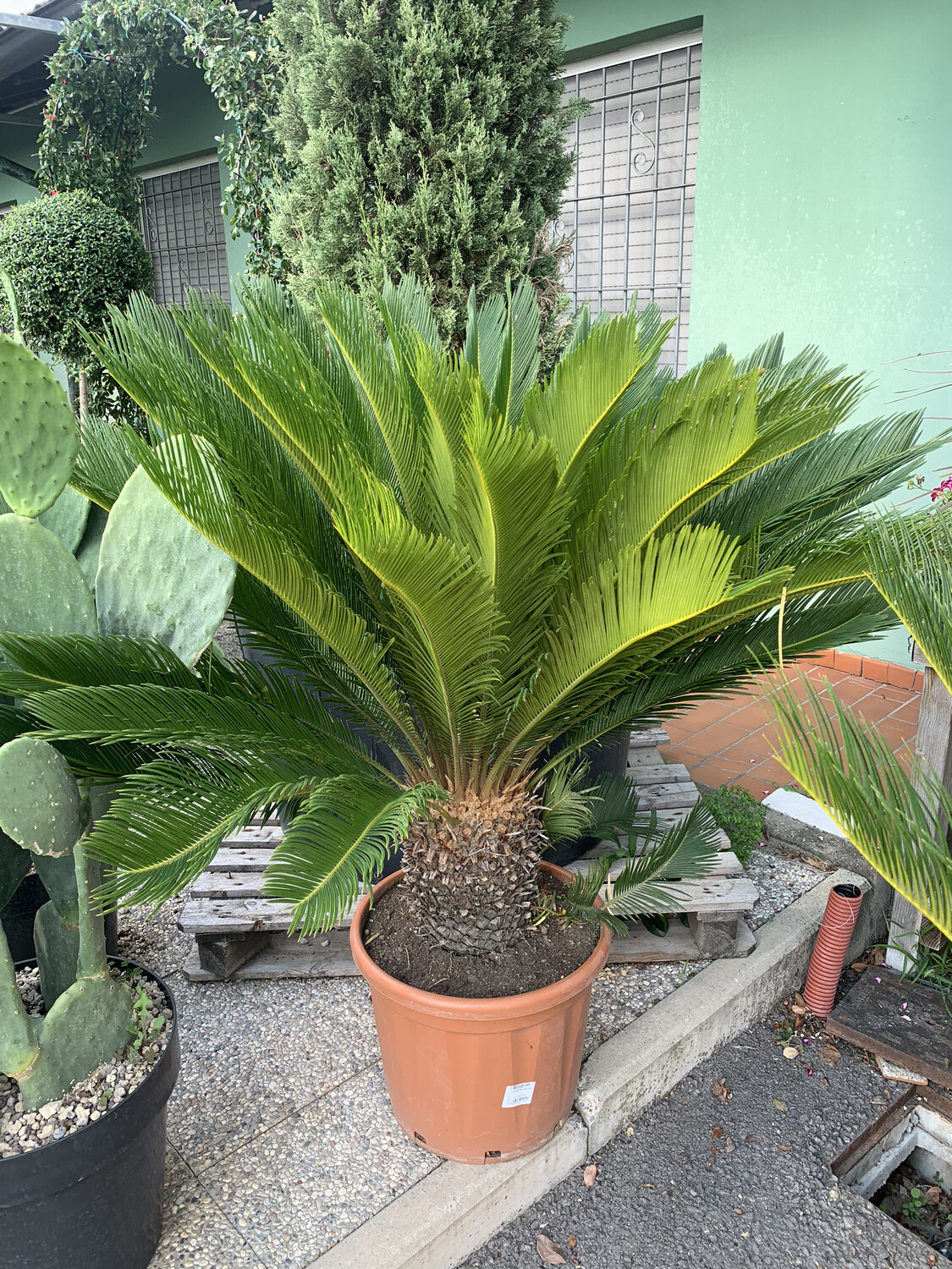 Cycas Revoluta, Cicas - vaso Ø40 cm Cycas Revoluta, Cicas - vaso Ø40 cm