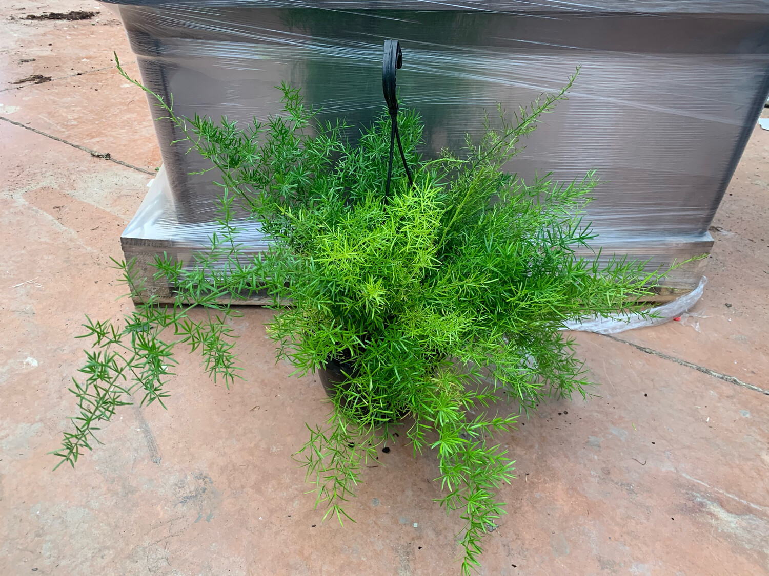 Asparagus densiflorus 'Sprengeri', Asparigina - basket Ø17 cm
