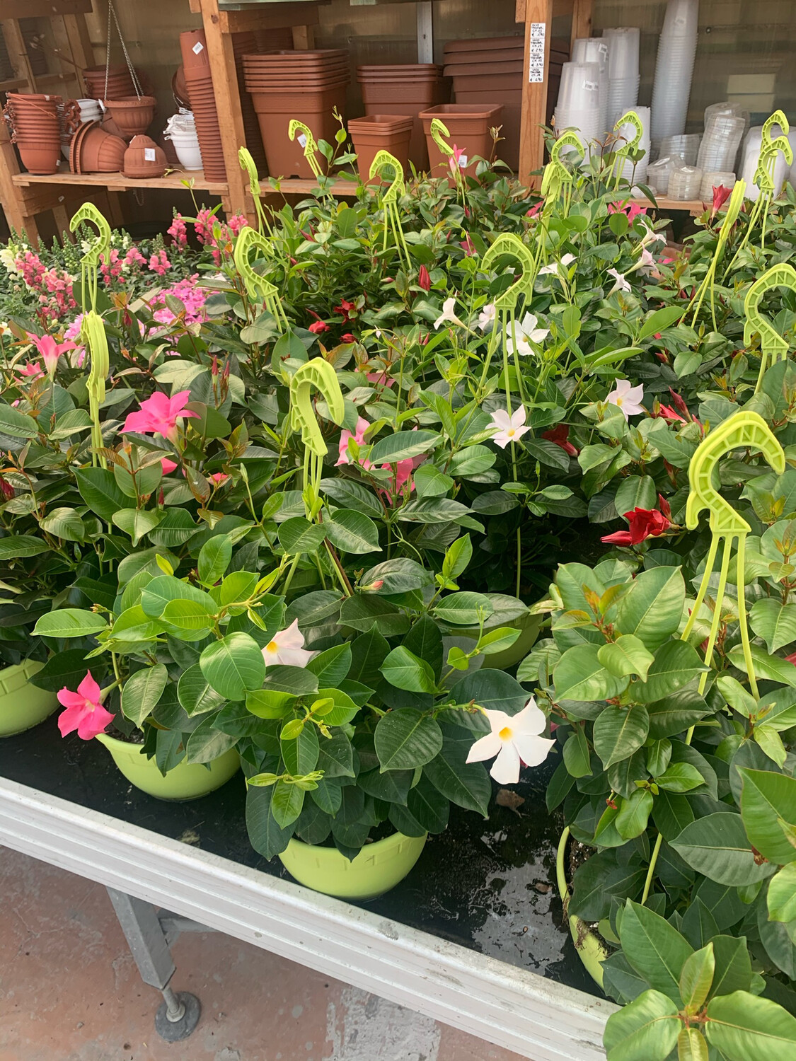 Dipladenia, Mandevilla sanderi - basket Ø19  cm