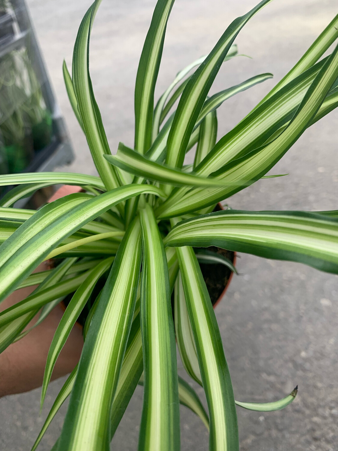 Chlorophytum Comosum 'Atlantic', Pianta Ragno, Falangio - vaso Ø13 cm Chlorophytum Comosum 'Atlantic', Pianta Ragno, Falangio - vaso Ø13 cm