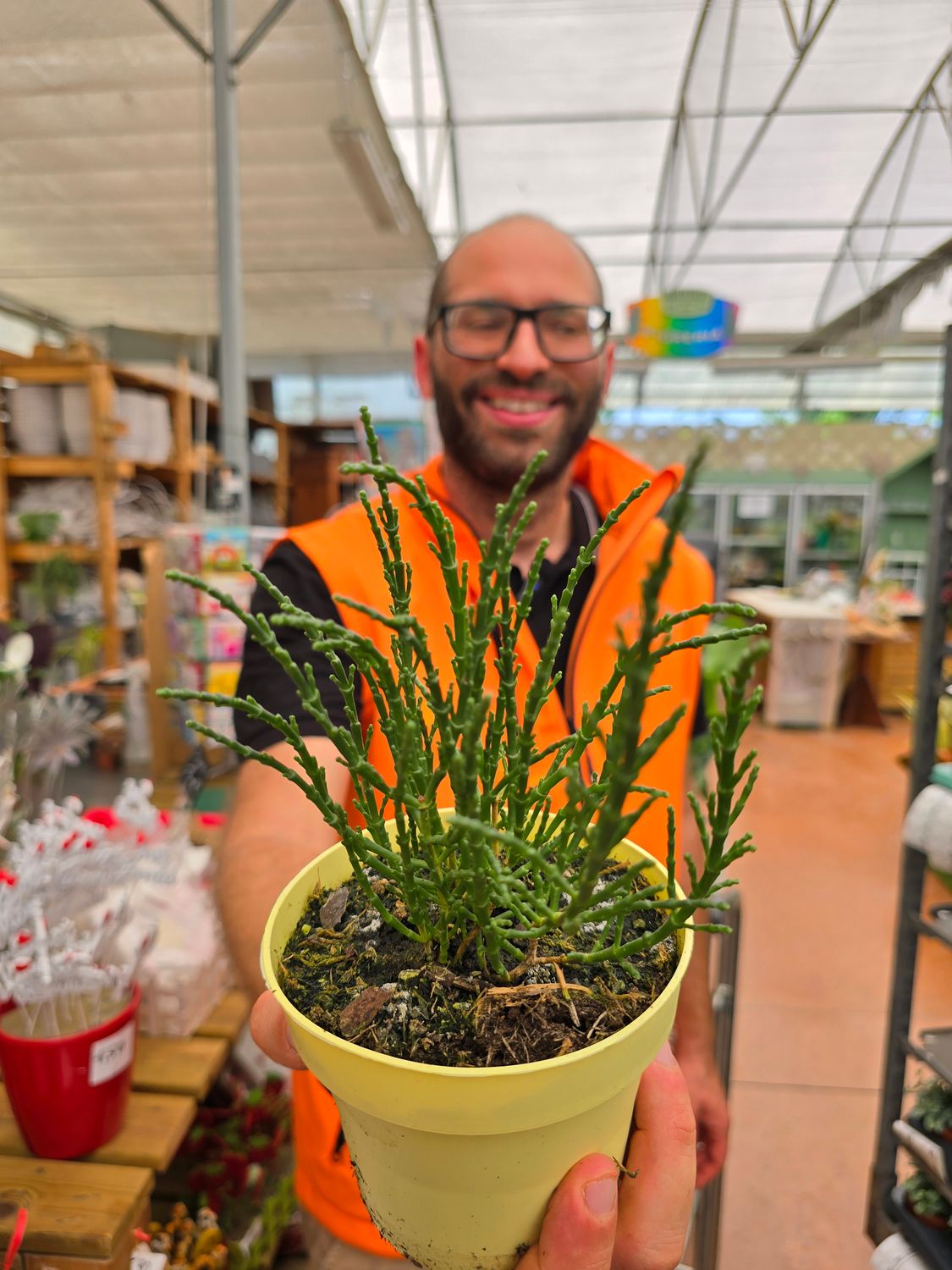 Salicornia, Asparago di Mare, Salicornia europaea - vaso Ø14 cm Salicornia, Asparago di Mare, Salicornia europaea - vaso Ø14 cm