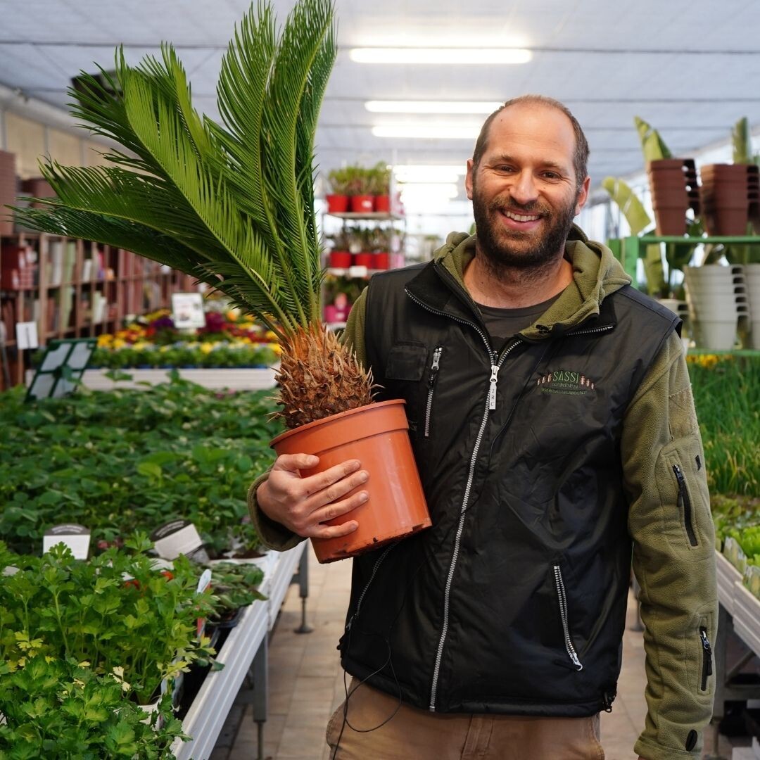 Cycas Revoluta, Cicas - vaso Ø 20 cm