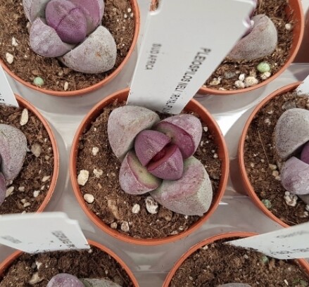 Pleiospilos nelii ‘Royal Flush’ - pietra vivente - vaso  Ø 5,5 cm