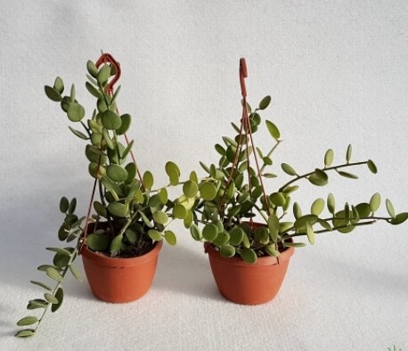 Xerosyciuous Danguyi, Cactus di Danguy - basket Ø14 cm