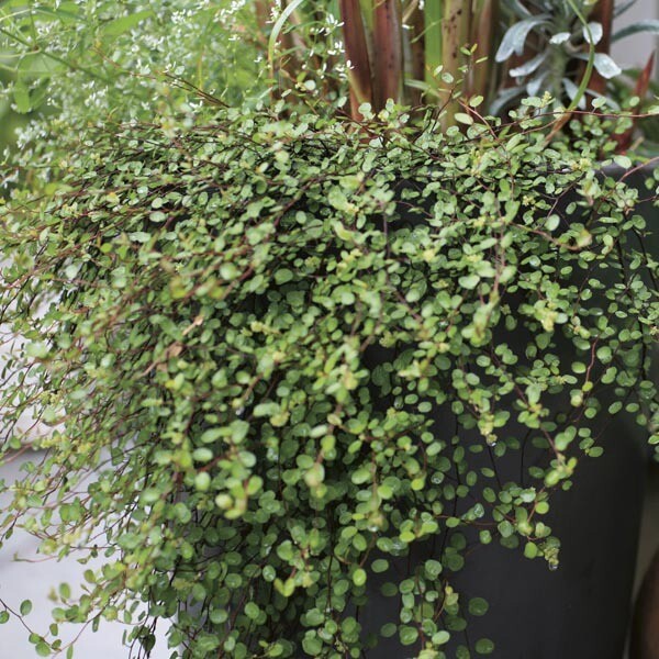 Muehlenbeckia complexa - vaso Ø12 cm