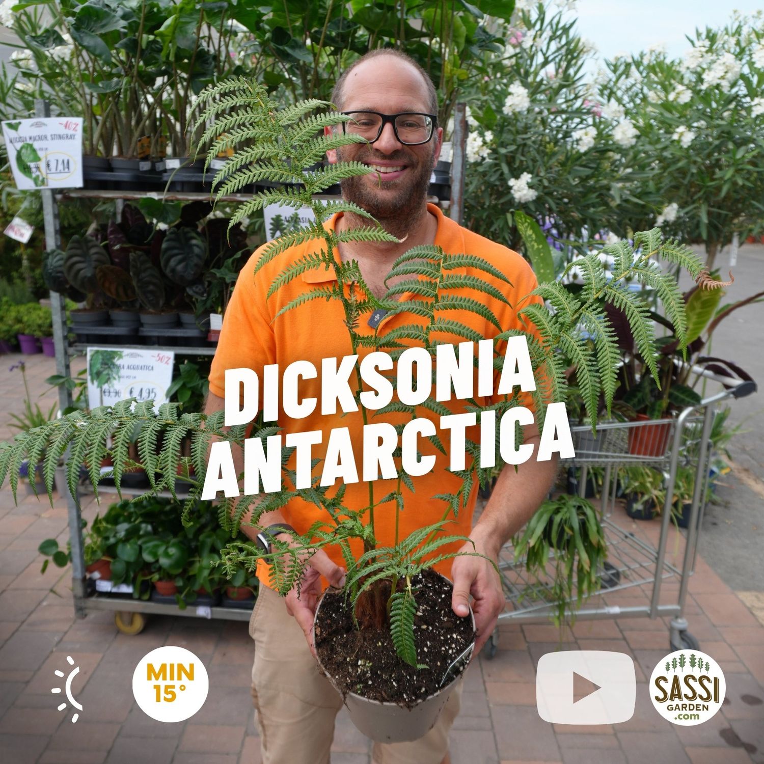 Dicksonia antarctica, Felce di Tasmania - vaso Ø23 cm Dicksonia antarctica, Felce di Tasmania - vaso Ø23 cm