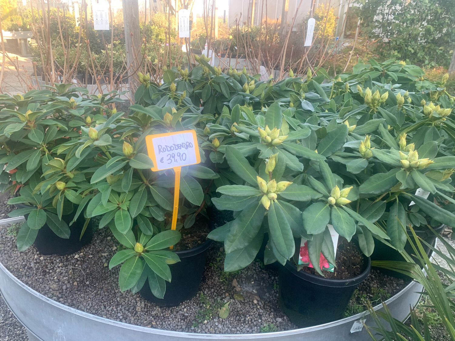 Rhododendron, Rododendro - vaso Ø21 cm