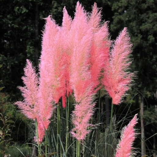 Cortaderia selloana 'Rosea', Erba della Pampa, Gynerium - vaso Ø24, h 60-70 cm Cortaderia selloana 'Rosea', Erba della Pampa, Gynerium - vaso Ø24, h 60-70 cm