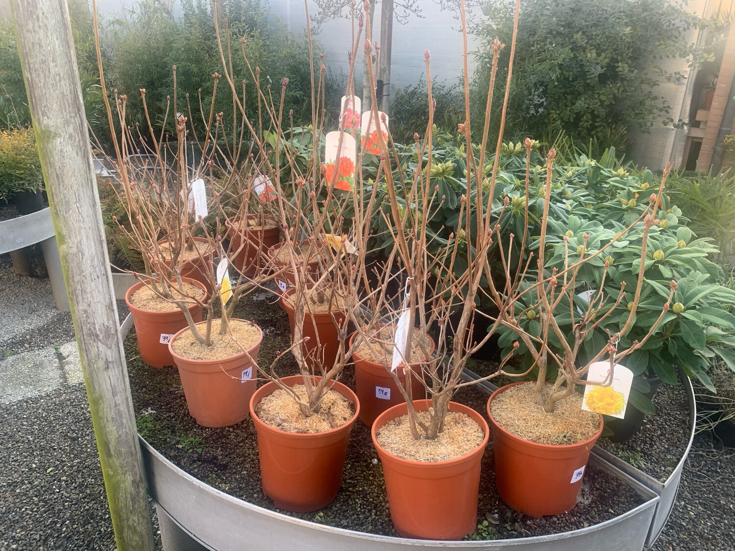 Rhododendron x mollis, Azalea mollis - vaso Ø24 cm