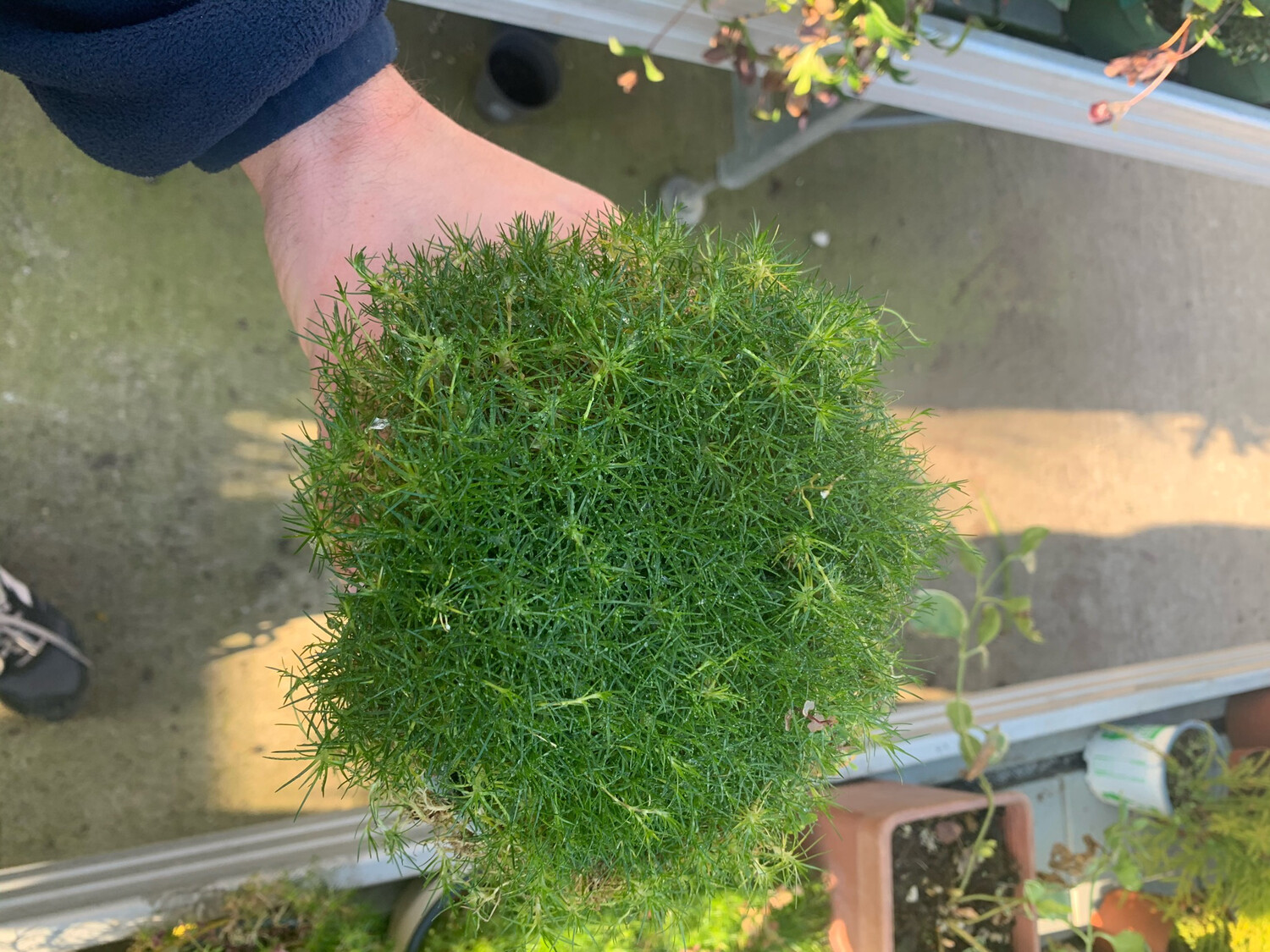 Sagina Subulata, Muschio irlandese - vaso Ø11 cm
