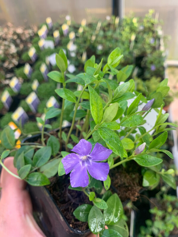 Vinca minor, Pervinca - vaso Ø8 cm Vinca minor, Pervinca - vaso Ø8 cm