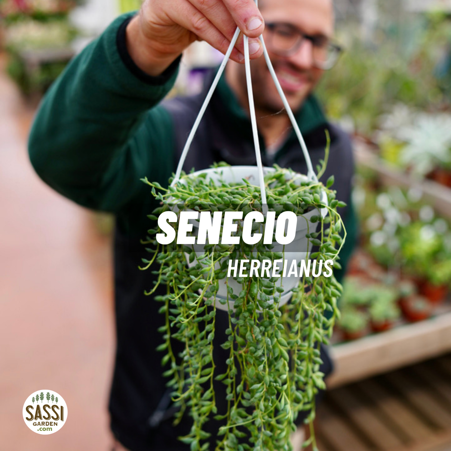 Senecio Herreianus, Pianta Rosario - basket Ø14 cm
