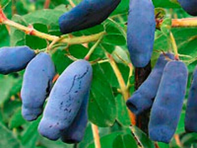 Mirtillo siberiano, Lonicera Kamtschatica, Lonicera caerulea - vaso Ø19 cm