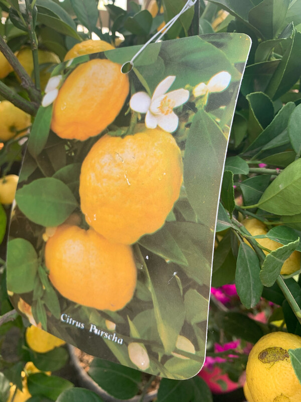 Citrsu Pursha, Lima dolce, Arancio Pursha - vaso Ø21 cm