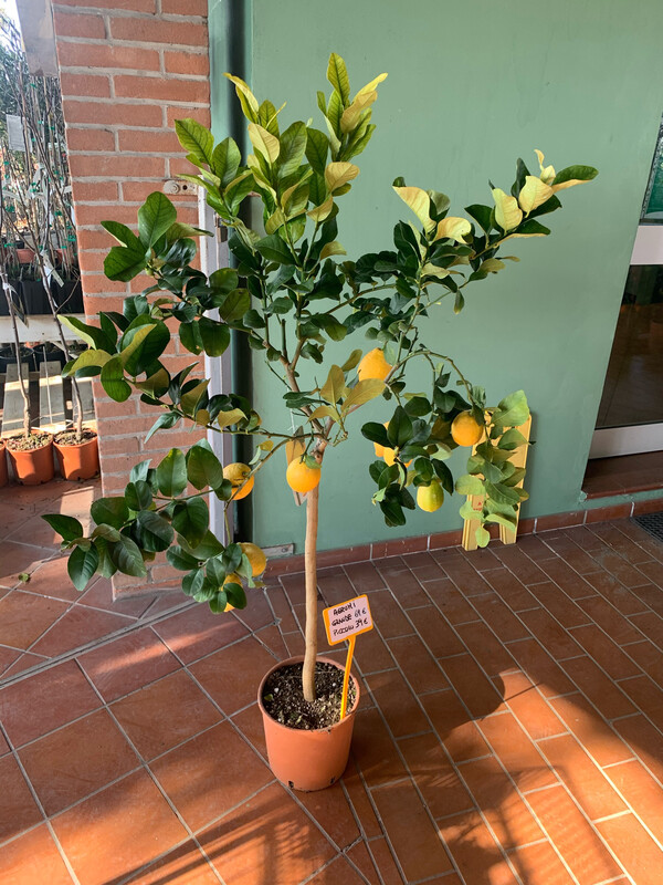 Limone, Citrus Limon, Cusano 4 stagioni - vaso Ø24 cm, h 100 cm