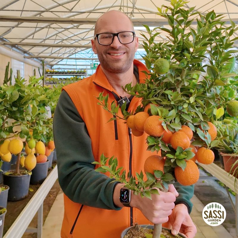 Citrus × myrtifolia, Chinotto - vaso Ø21 cm