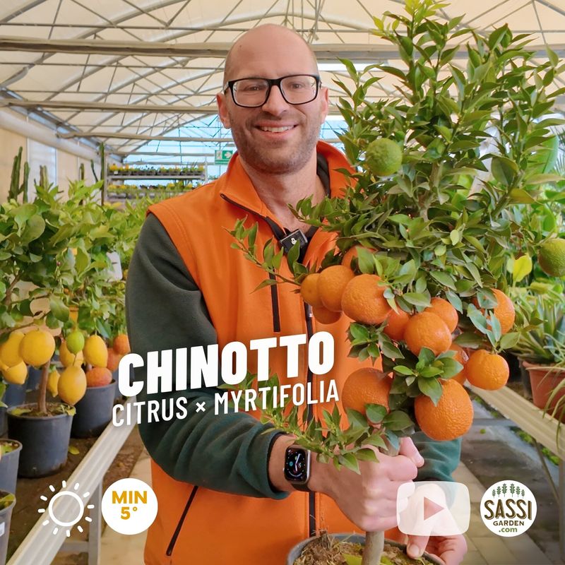 Citrus × myrtifolia, Chinotto - vaso Ø21 cm Citrus × myrtifolia, Chinotto - vaso Ø21 cm