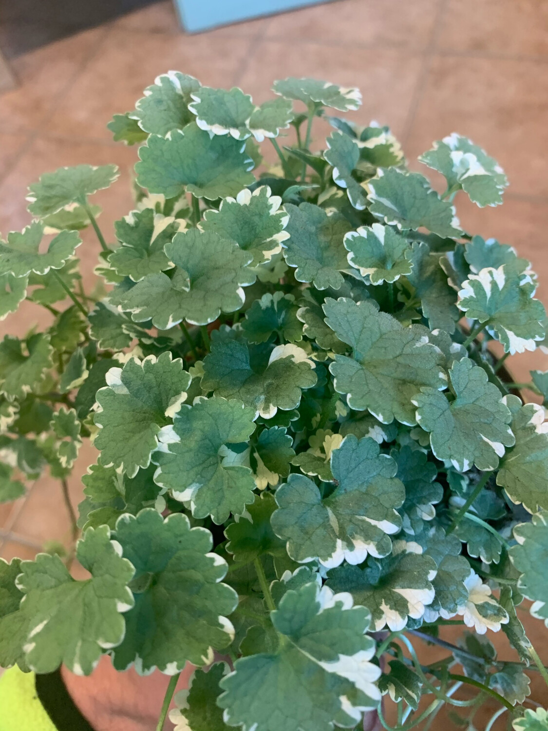 Nepeta hederacea, Glecoma, Glechoma variegato - vaso Ø12 cm Nepeta hederacea, Glecoma, Glechoma variegato - vaso Ø12 cm