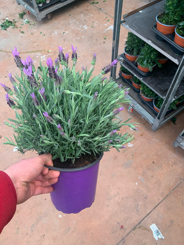 Lavanda Stoechas - Lavandula Selvatica - vaso Ø19 cm