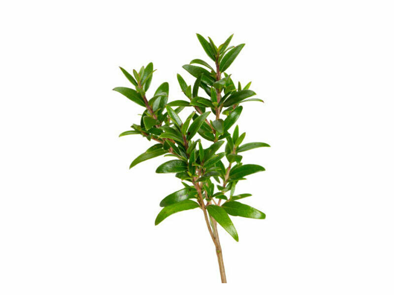 Myrtus communis var. microphylla - Mirto a foglie piccole - v24