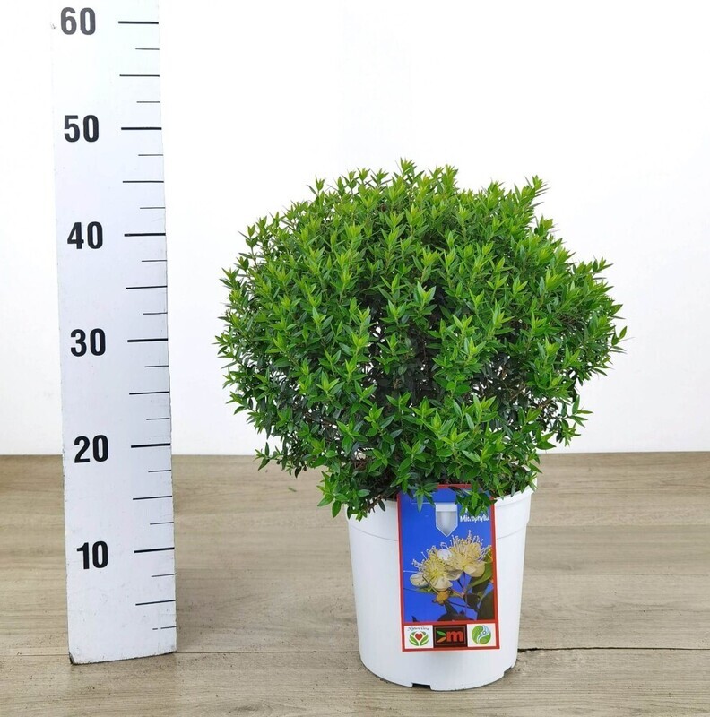 Myrtus communis var. microphylla - Mirto a foglie piccole - v24 Myrtus communis var. microphylla - Mirto a foglie piccole - v24