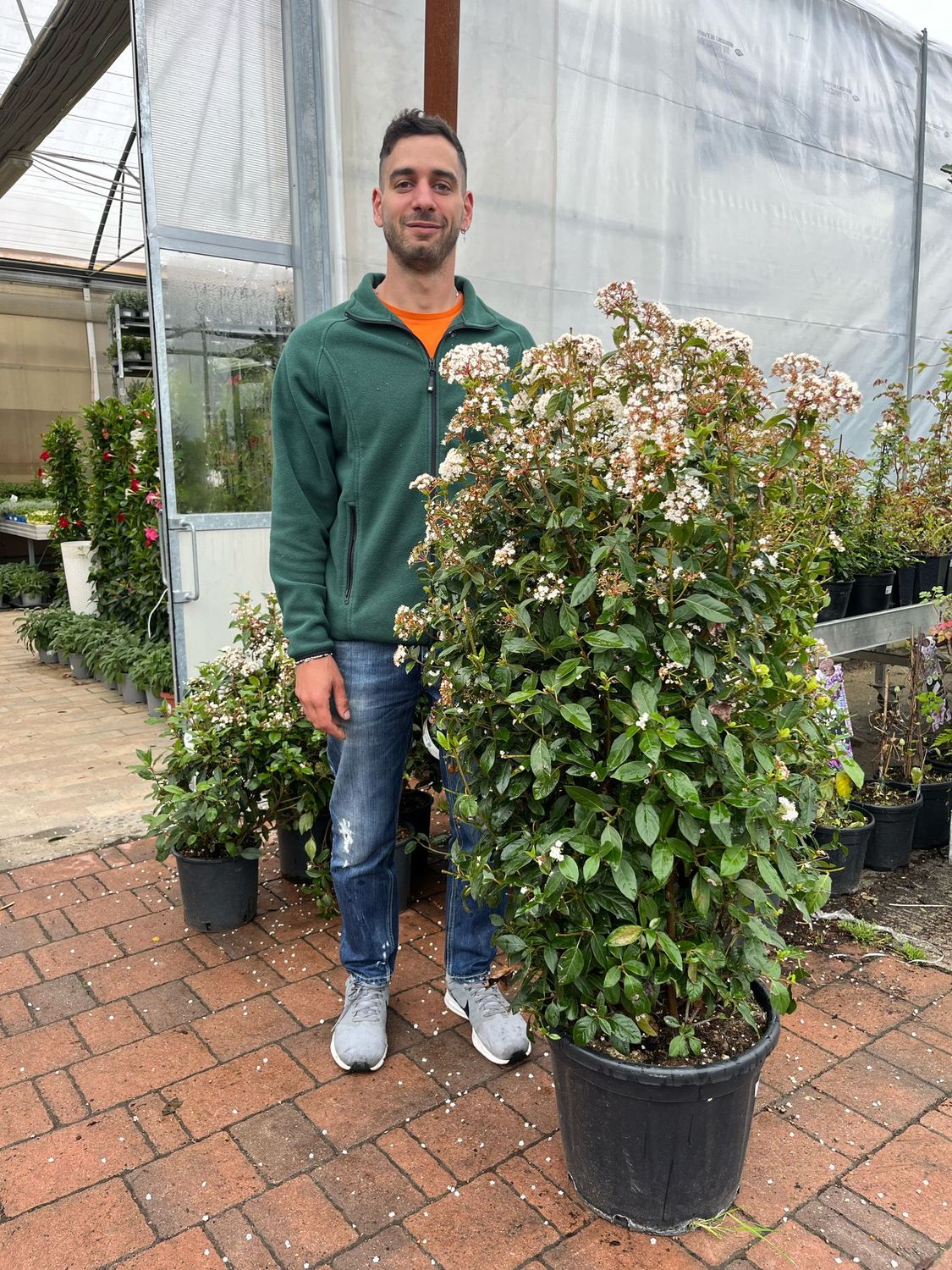 Viburnum tinus -Lentaggine - Viburno - vaso Ø40 cm, h 110 cm