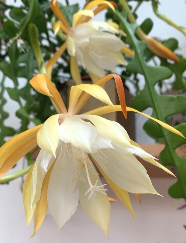 Epiphyllum anguliger - basket Ø25 cm
