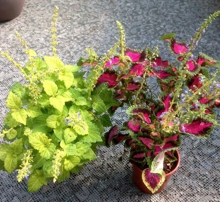 Coleus, Plectranthus scutellarioides - vaso 13 cm