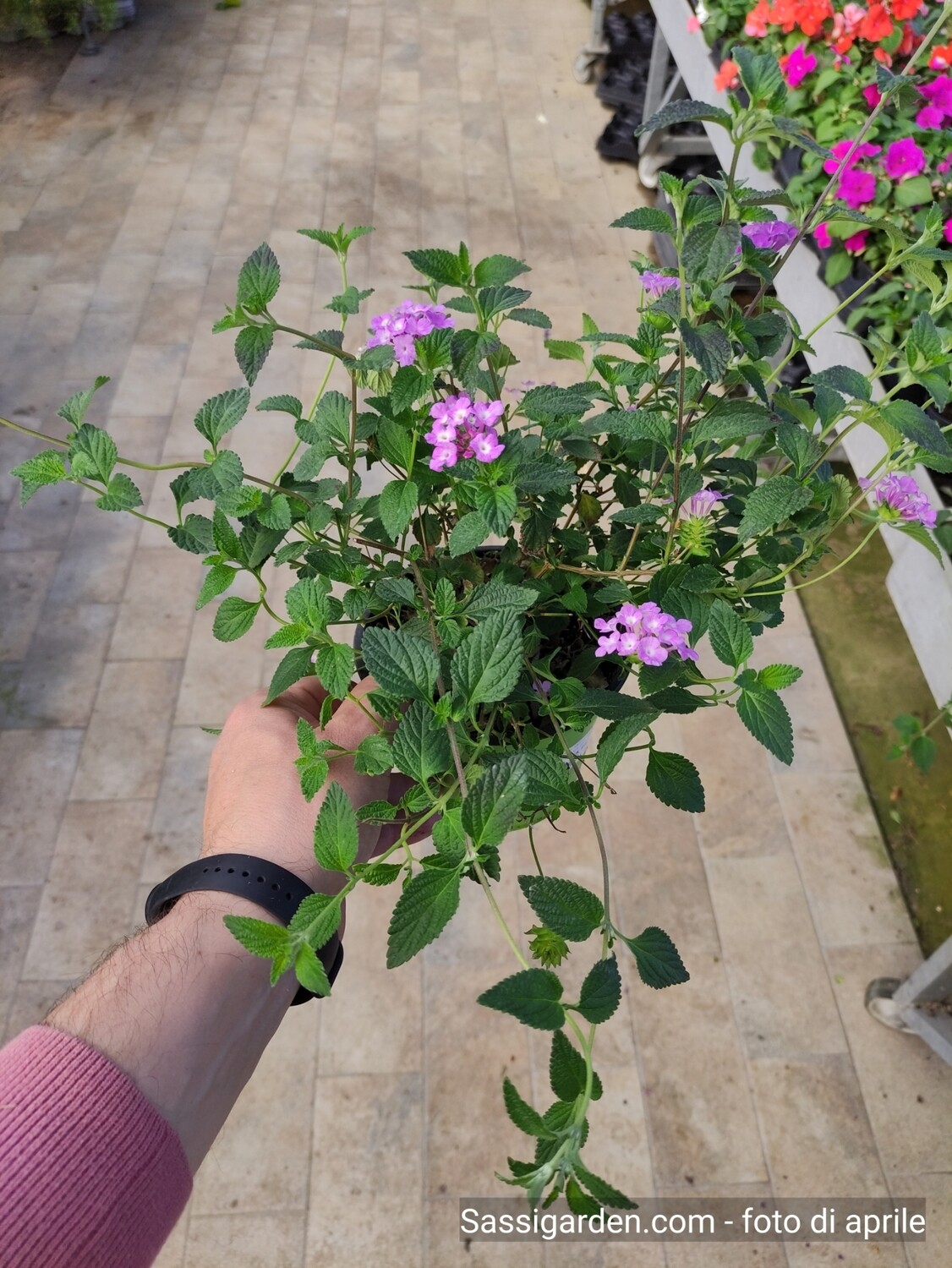 Lantana sellowiana - vaso Ø14 cm solo lilla