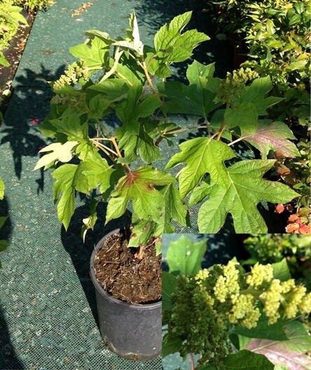 Hydrangea quercifolia ‘Snow Queen’ , Ortensia quercifolia - vaso Ø18 cm