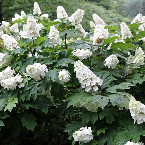 Hydrangea quercifolia ‘Snow Queen’ , Ortensia quercifolia - vaso Ø18 cm