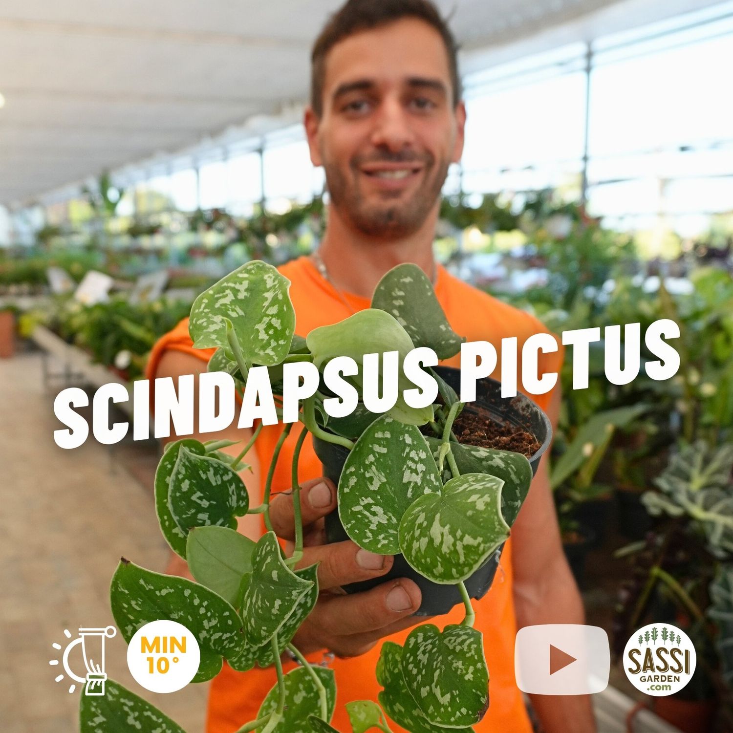 Scindapsus pictus argyraeus, Epipremnum, Potus, Potos, Pothos, Photus - vaso Ø12 cm