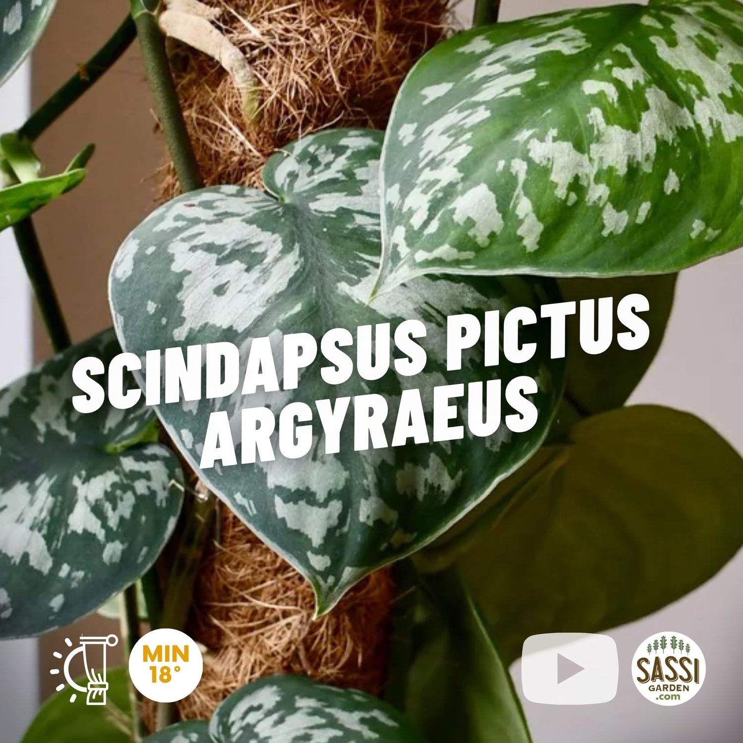 Scindapsus pictus argyraeus, Epipremnum, Potus, Potos, Pothos, Photus - vaso Ø12 cm Scindapsus pictus argyraeus, Epipremnum, Potus, Potos, Pothos, Photus - vaso Ø12 cm