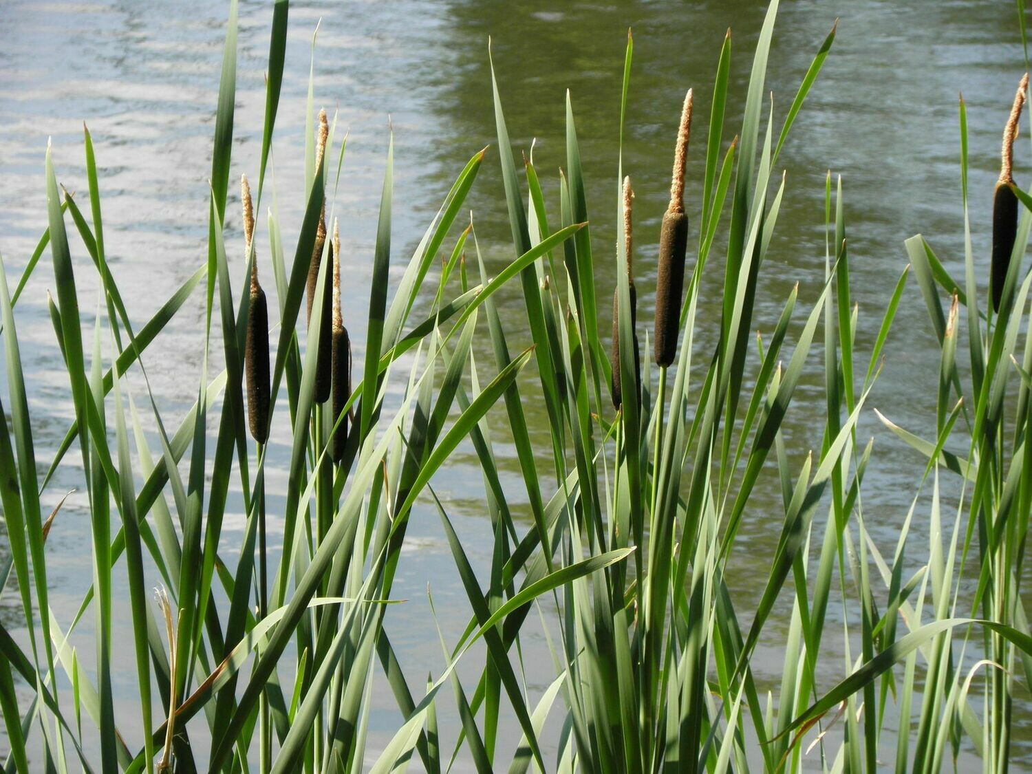 Typha Latifolia - vaso Ø9 cm