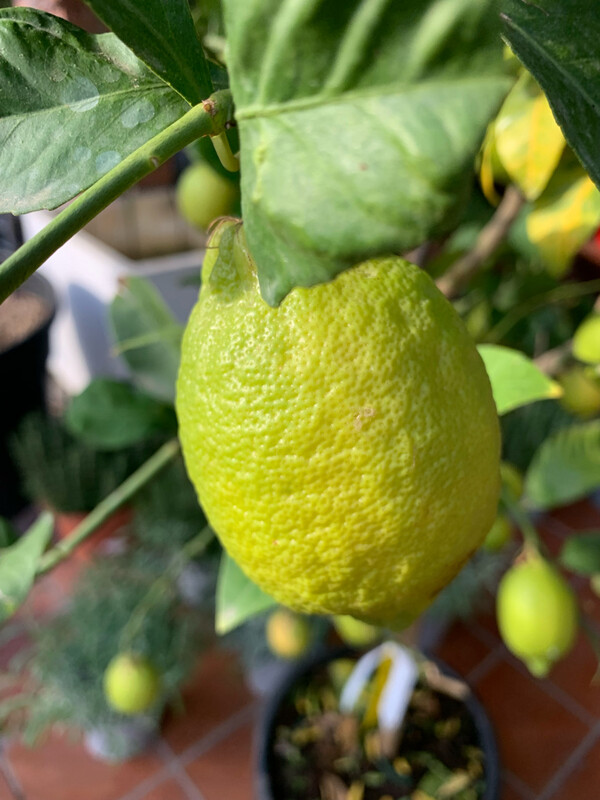 Limone, Citrus Limon - vaso Ø35 cm, h 140-145 cm