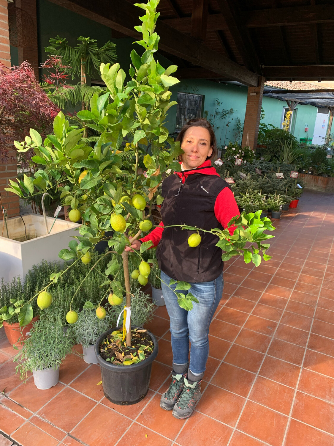 Limone, Citrus Limon - vaso Ø35 cm, h 140-145 cm