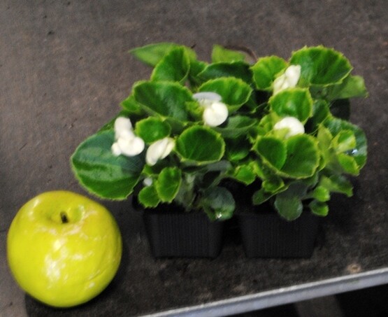 Begonia semperflorens - Begoniette  - pack da 4 piante