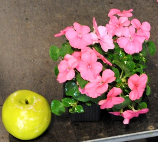 Fiore di vetro, Impatiens hawkeri, pack da 4 piante Fiore di vetro, Impatiens hawkeri, pack da 4 piante