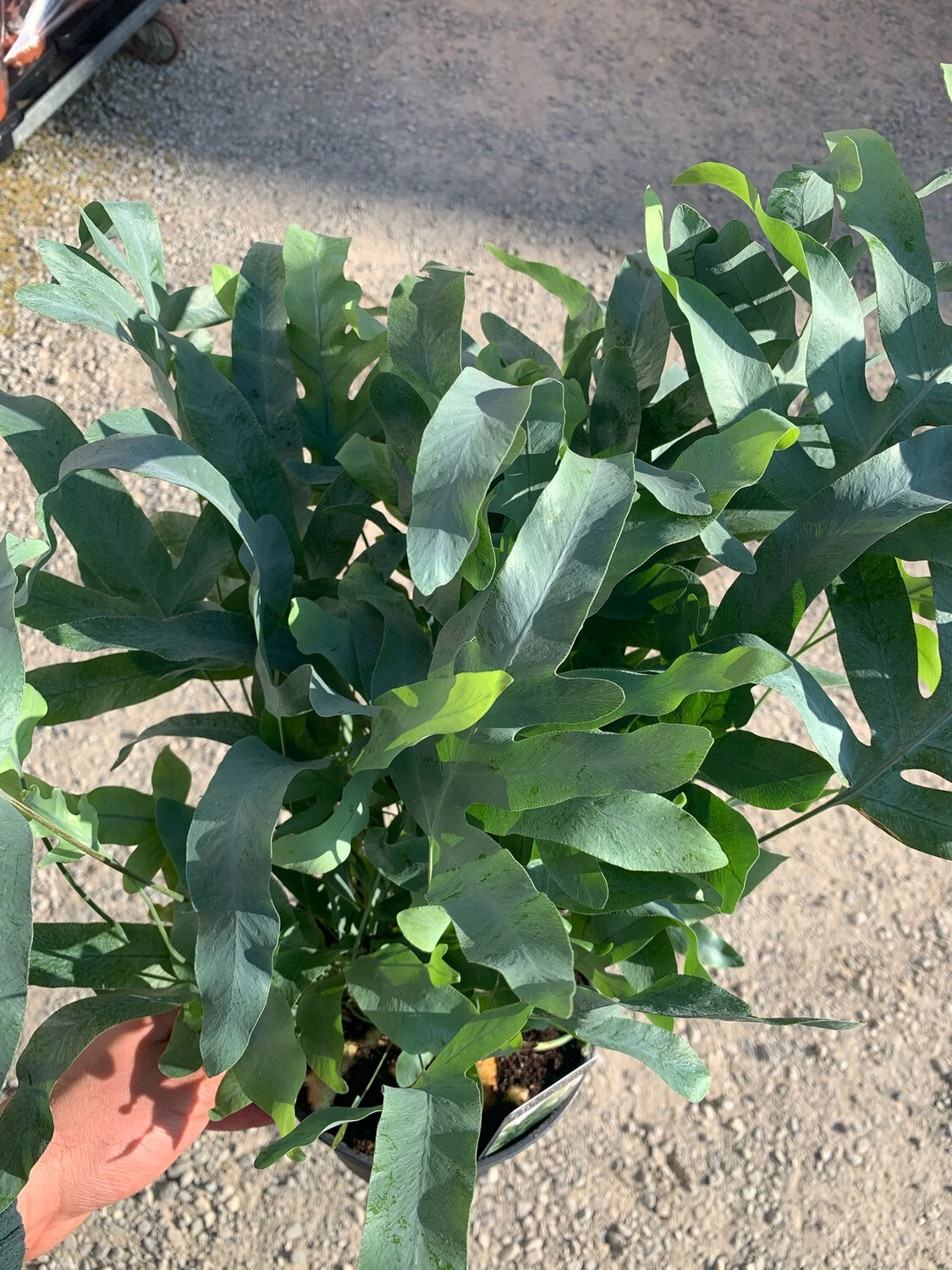 Phlebodium aureum 'Blue Star , felce azzurra vaso 17 cm