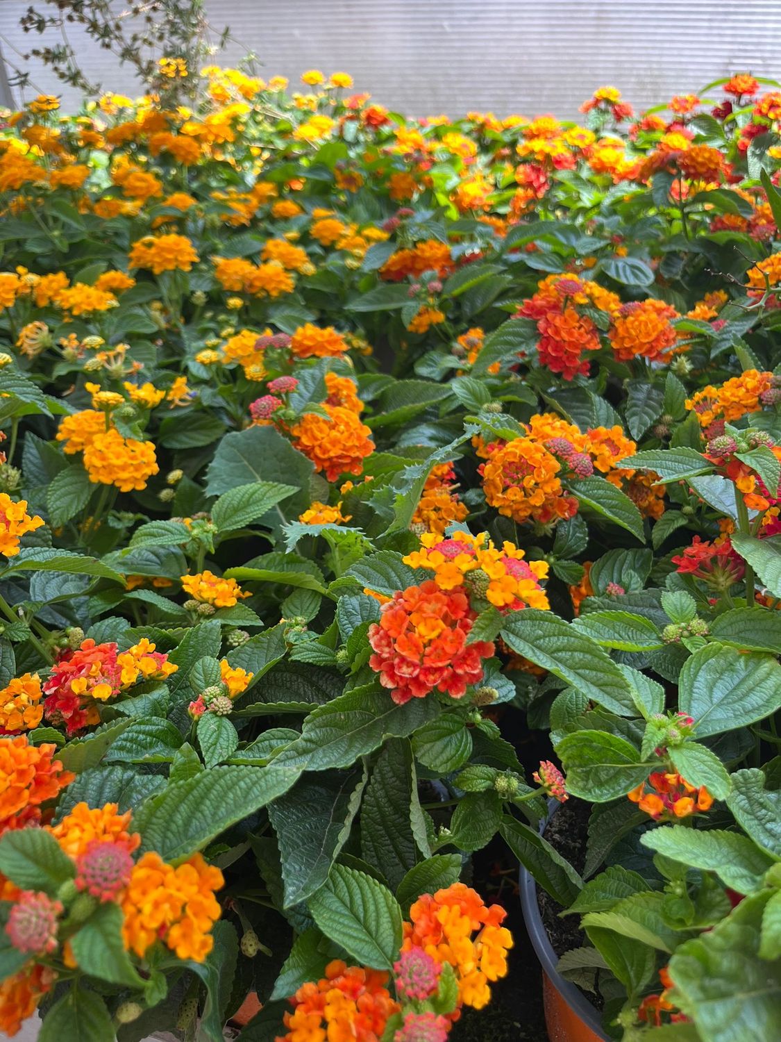 Lantana Camara - vaso Ø13 cm Lantana Camara - vaso Ø13 cm