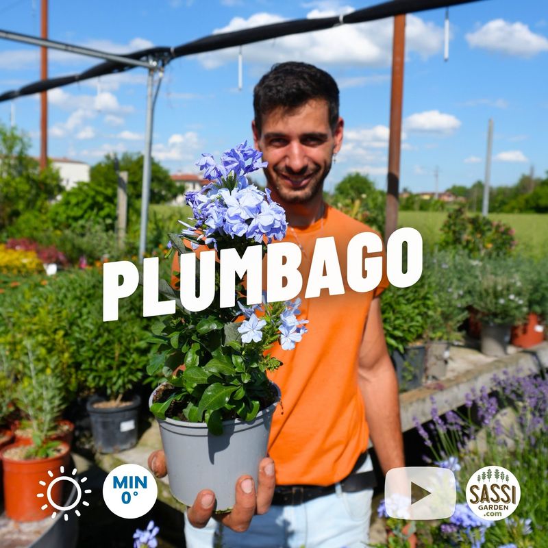 Plumbago auriculata, Capensis, Gelsomino blu - vaso Ø14 cm Plumbago auriculata, Capensis, Gelsomino blu - vaso Ø14 cm