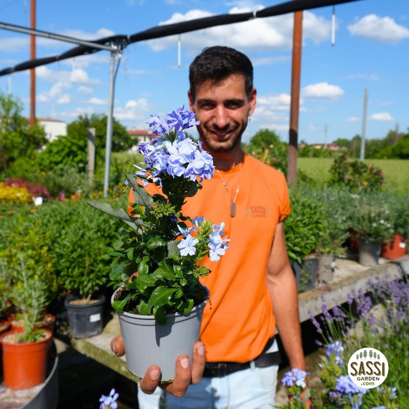 Plumbago auriculata, Capensis, Gelsomino blu - vaso Ø14 cm