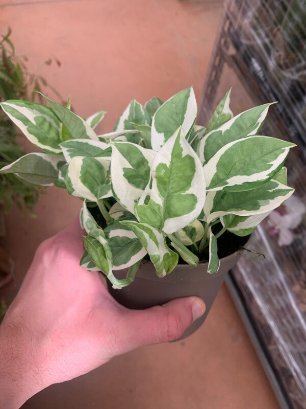 Epipremnum aureum 'N'Joy', Potus Enjoy, Potus, Potos, Pothos, Photus - vaso Ø12 cm