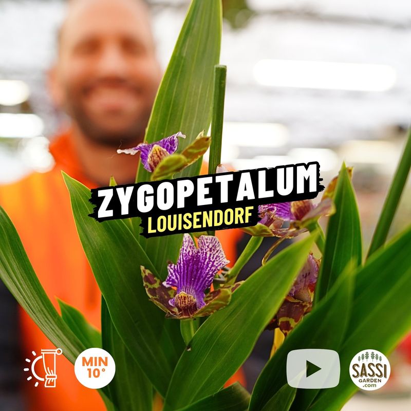 Orchidea Zigopetalo, Zygopetalum 'Louisendorf' - vaso Ø12 cm