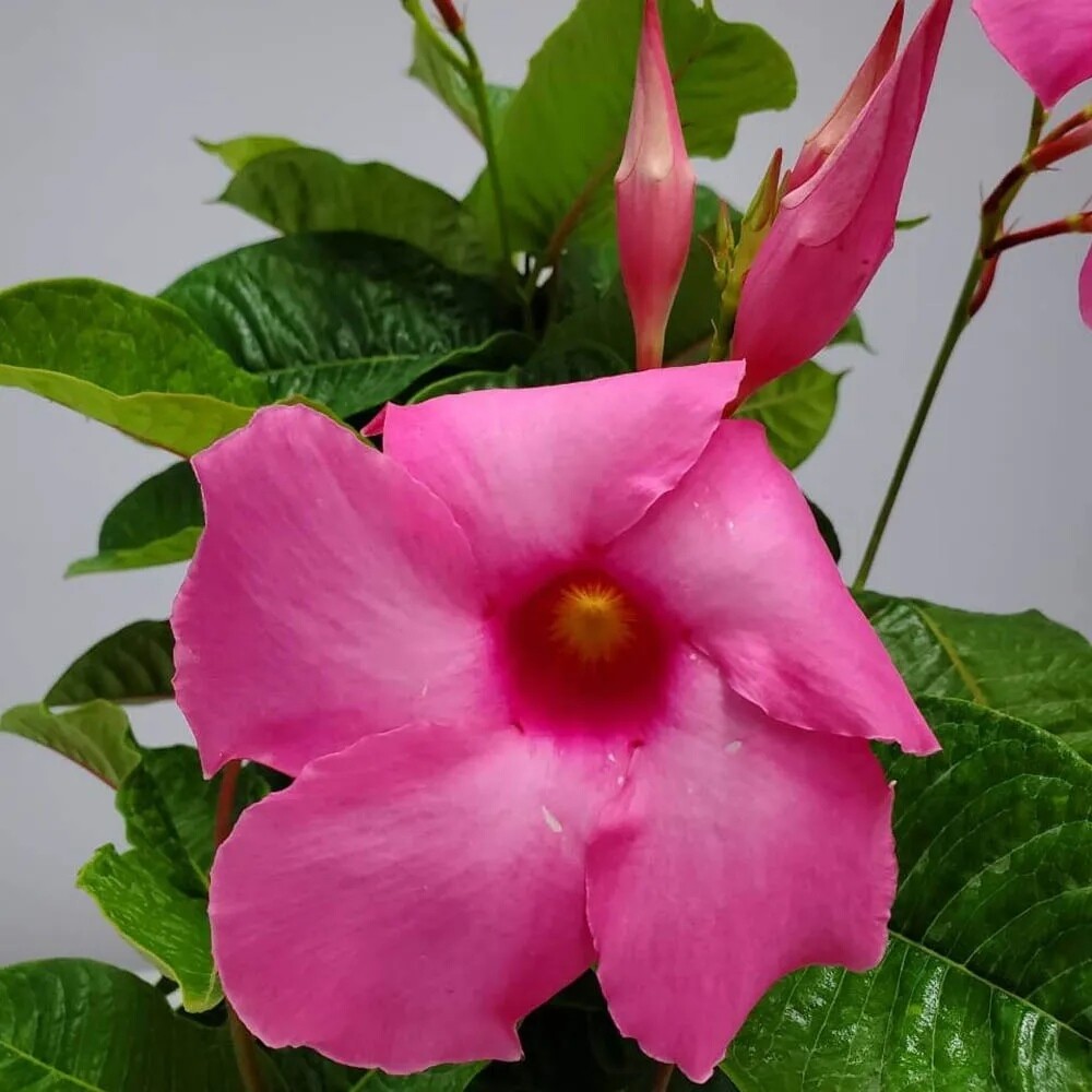 Mandevilla x amabilis ' Alice du Pont ' - vaso Ø19 cm, h 75 cm 3 canne Mandevilla x amabilis ' Alice du Pont ' - vaso Ø19 cm, h 75 cm 3 canne