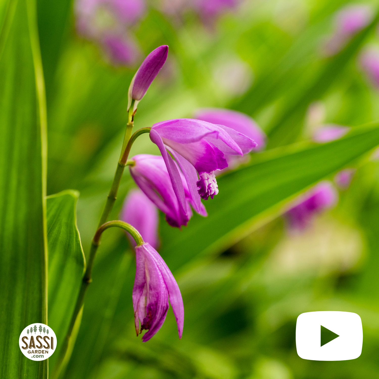 Bletilla striata, Orchidea da esterno - vaso Ø18 cm Bletilla striata, Orchidea da esterno - vaso Ø18 cm