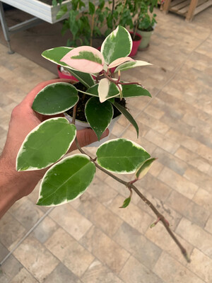 Hoya carnosa 'Albomarginata', Fiore di cera - vaso Ø9 cm