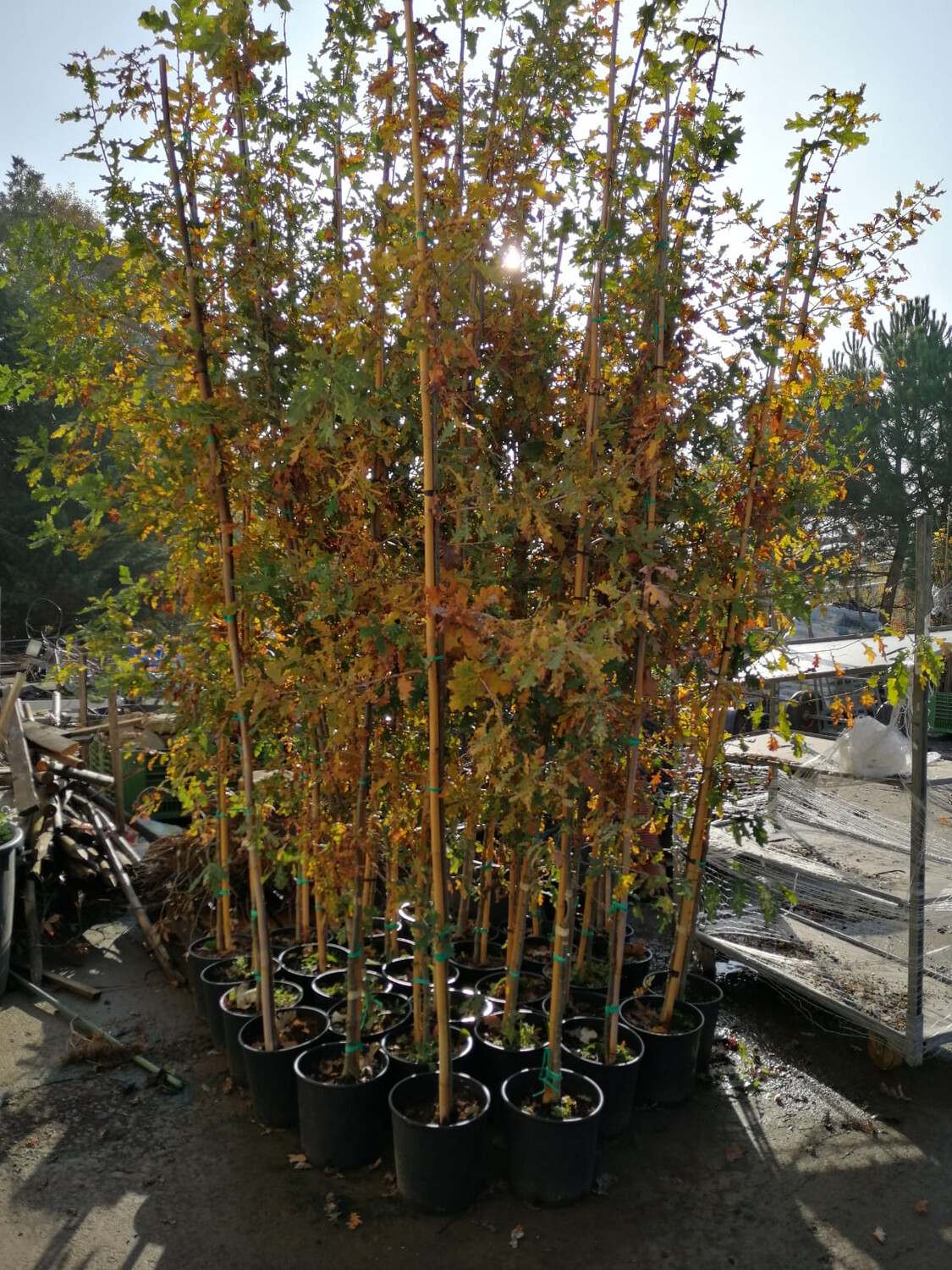 Quercus Robur, Farnia, Quercia - vaso Ø35 cm, h 190 cm Quercus Robur, Farnia, Quercia - vaso Ø35 cm, h 190 cm